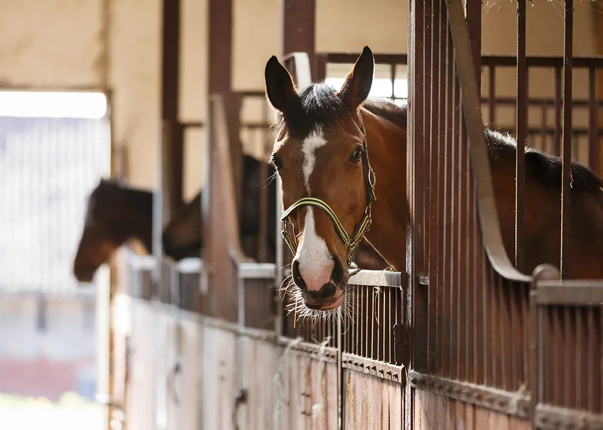 競走馬施設・畜産用